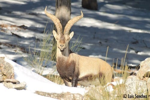 bouquetin-iberique-aussau-reintroduction