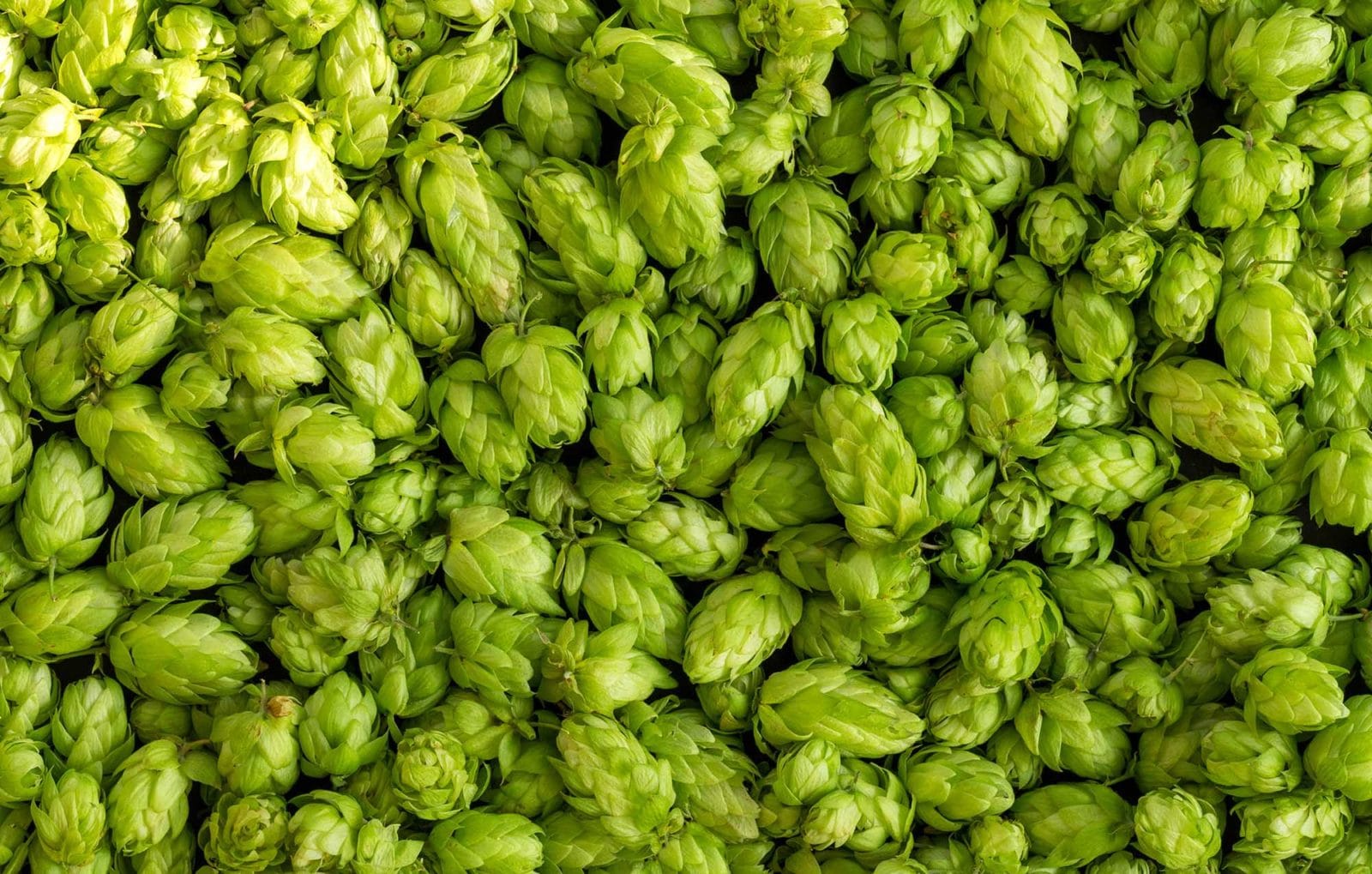 La Double-dry-hopped IPA, c'est quoi? - Brasserie Aussau